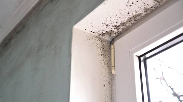 Best Professional Mold Removal  in Bluewell, WV